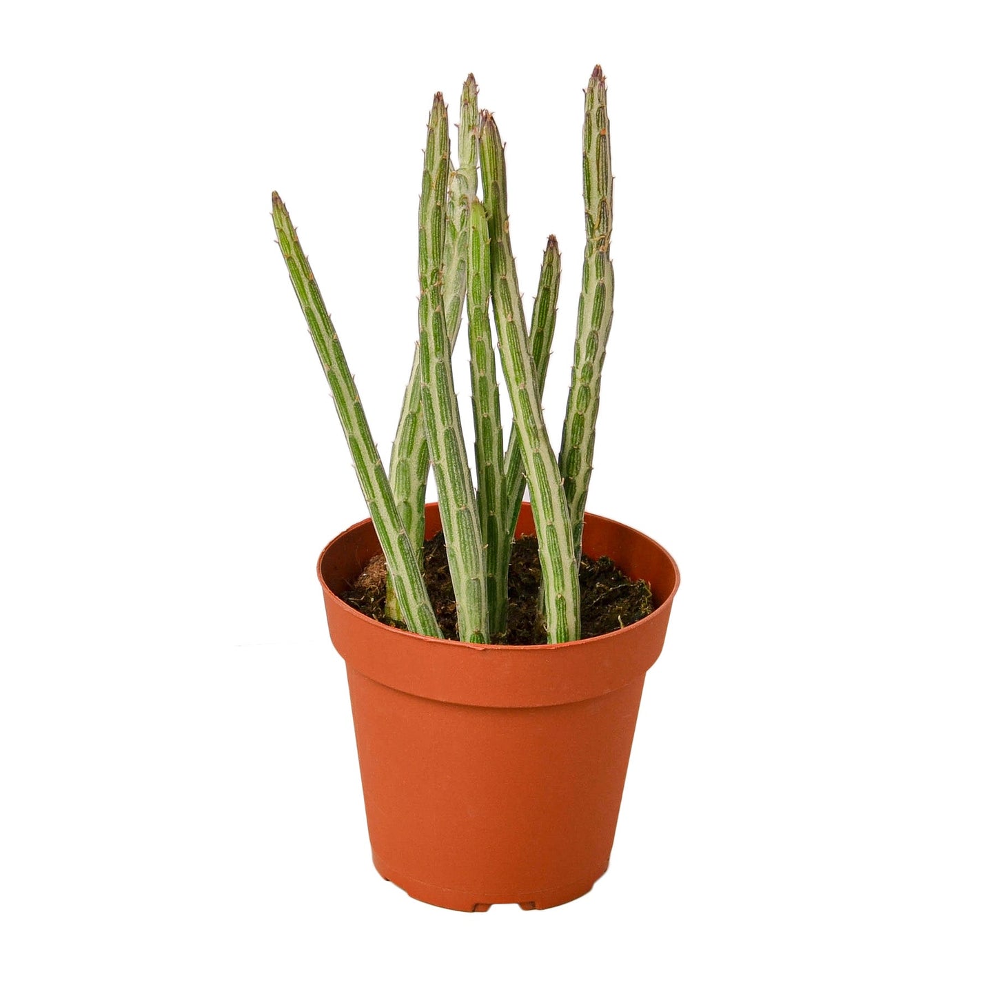 Senecio Stapeliiformis Pickle Plant 4" potted plant
