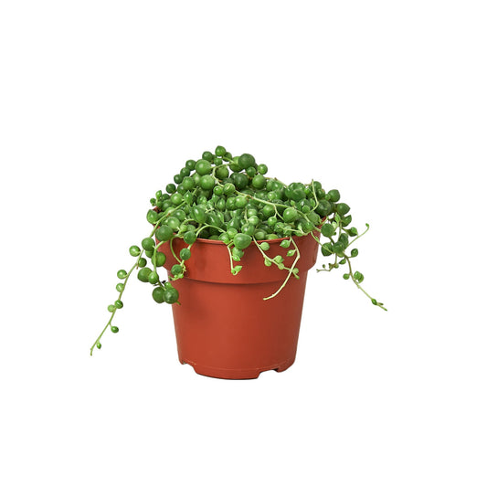 Succulent 'String of Pearls' potted plant