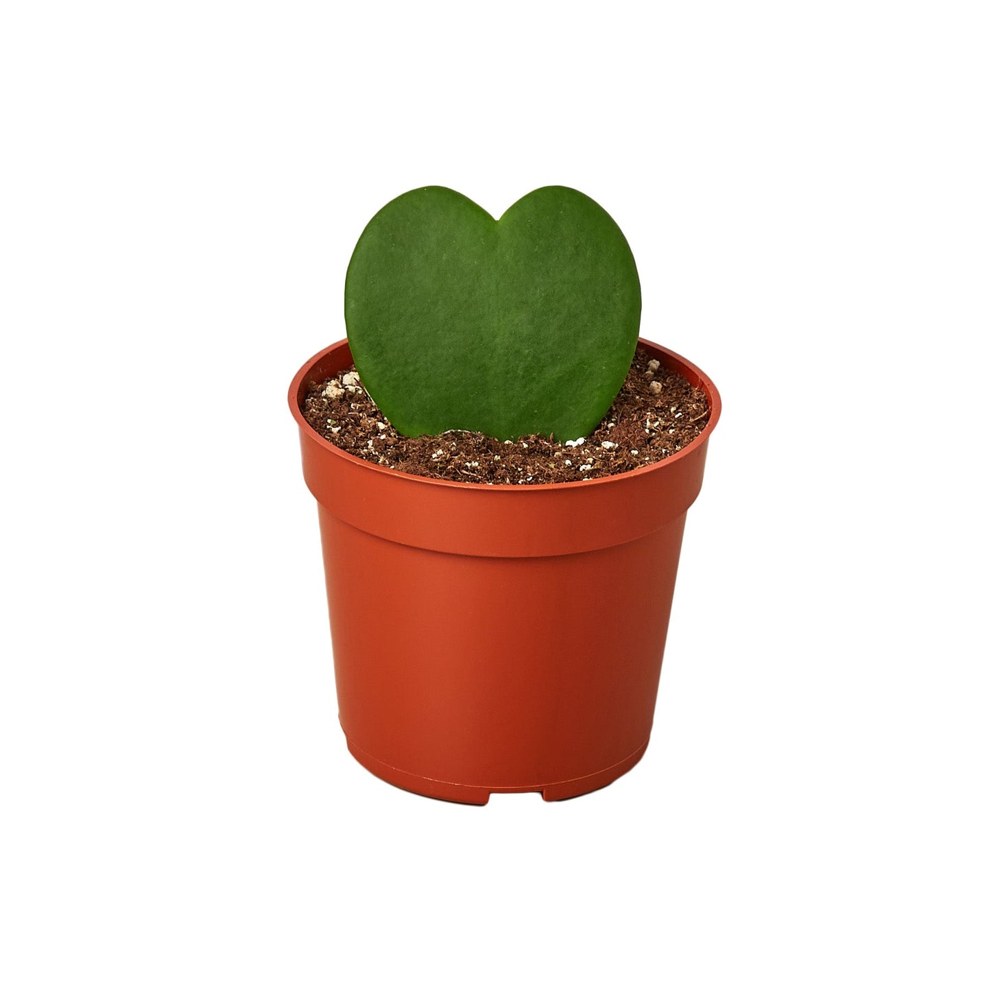 Hoya Sweetheart 4" potted plant