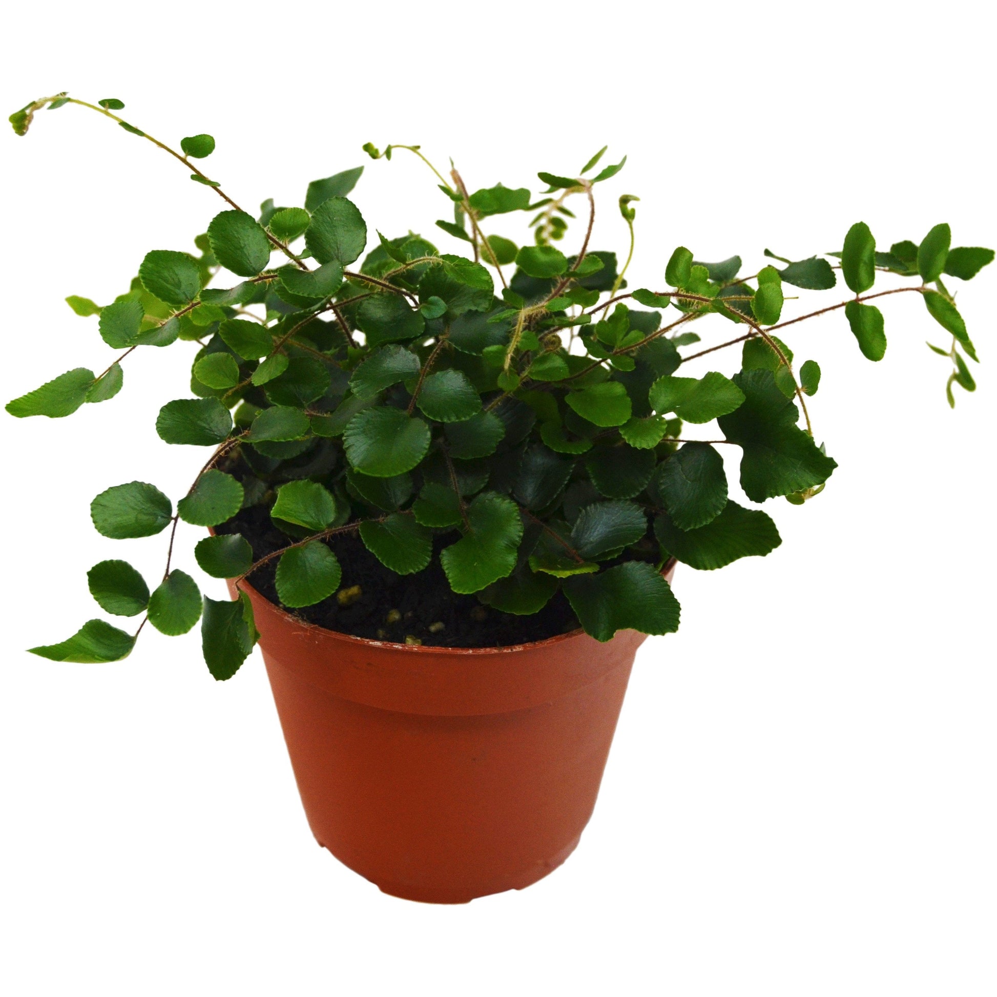 Button Fern 4" potted plant