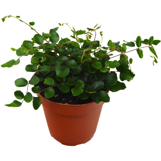 Button Fern 4" potted plant