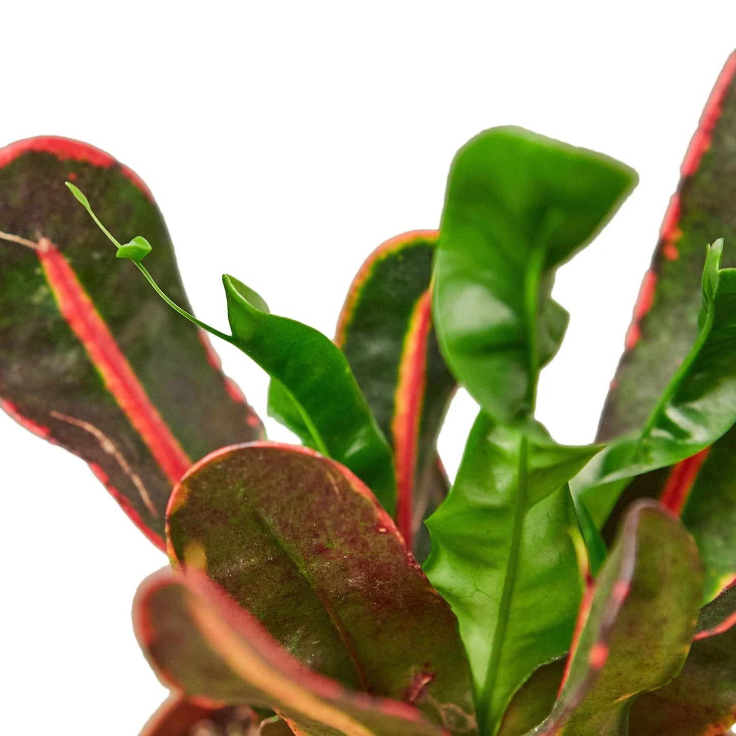Croton 'Mammy' potted plant