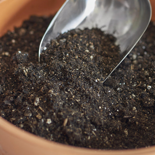 Compressed Coconut Coir potted plant