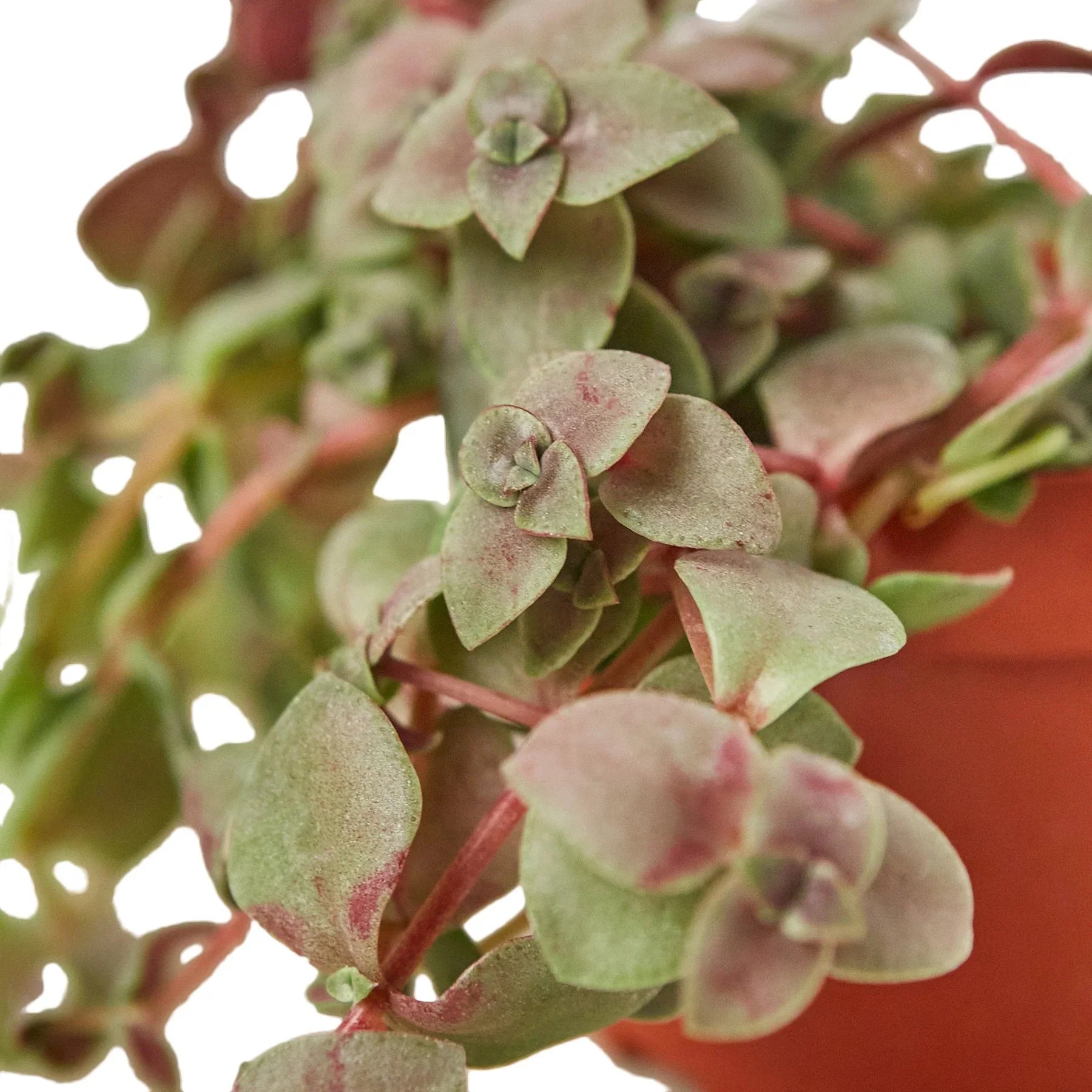 Bolivian Wandering Dude potted plant