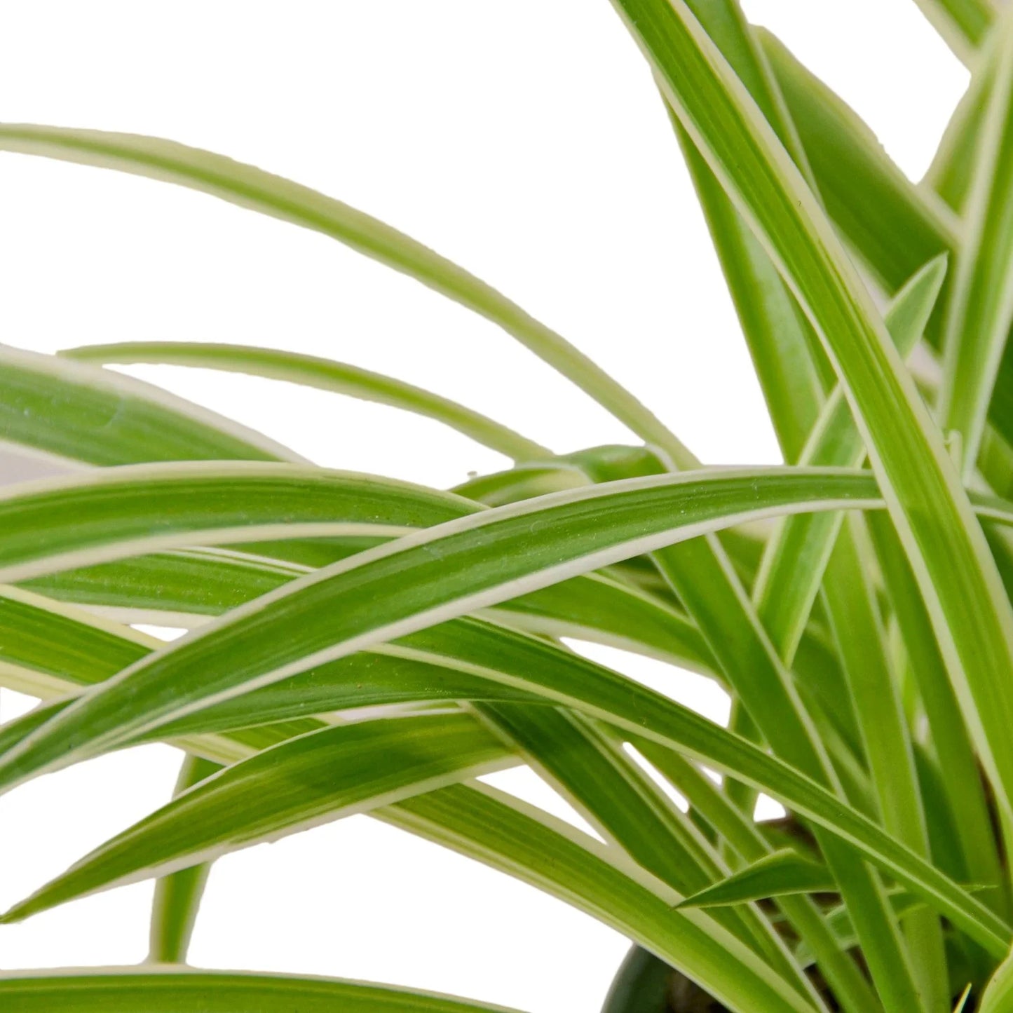 Spider Plant Reverse potted plant