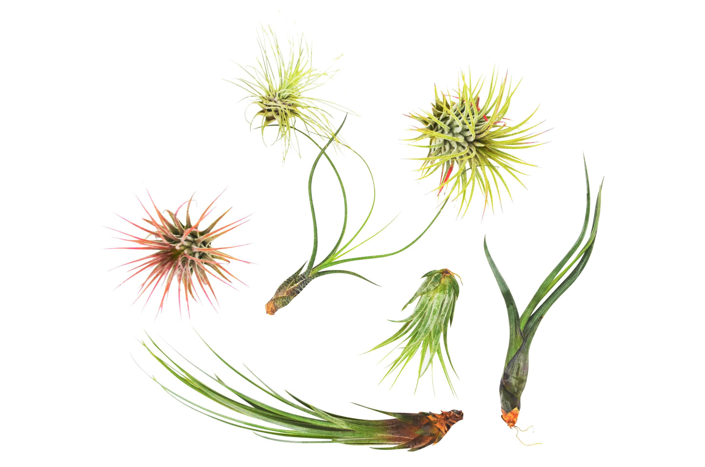 7 Air Plant Variety Pack potted plant