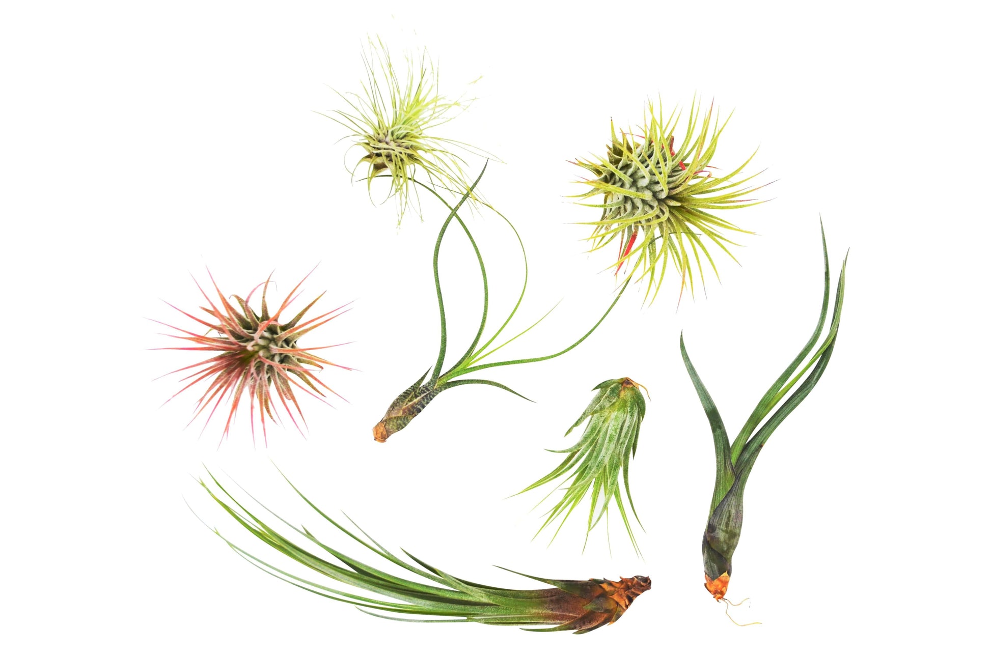 7 Air Plant Variety Pack potted plant
