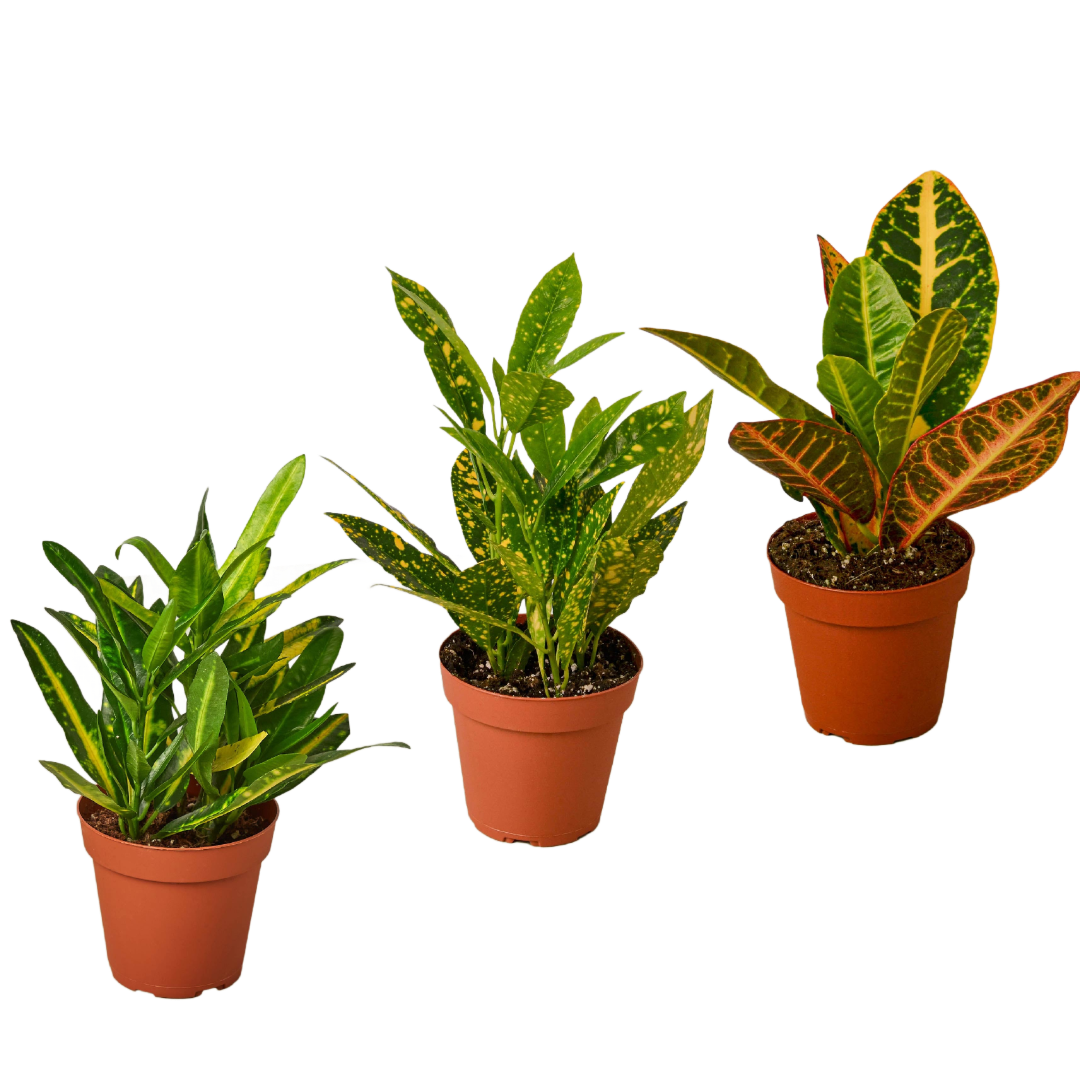 3 Croton Variety Pack / 4" Pot / Live Plant / House Plant 4" potted plant