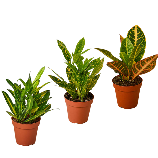 3 Croton Variety Pack / 4" Pot / Live Plant / House Plant 4" potted plant