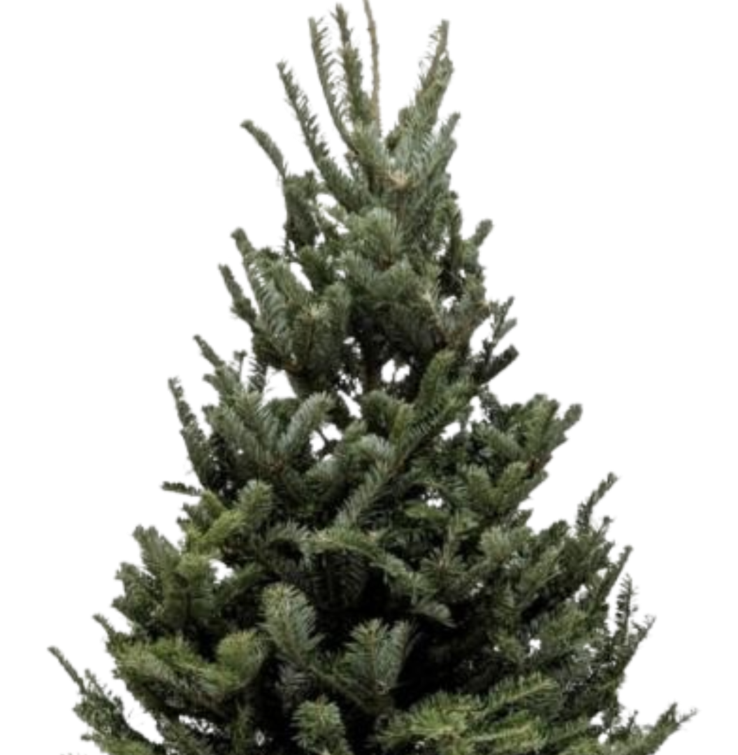 3'-4' Fraser Fir Christmas Tree with Stand potted plant
