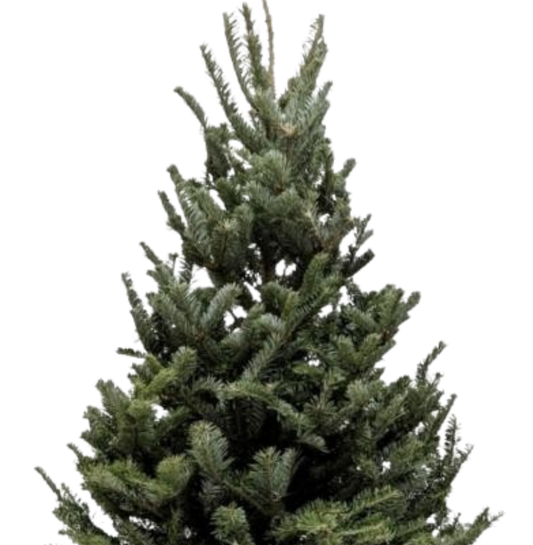 3'-4' Fraser Fir Christmas Tree with Stand potted plant
