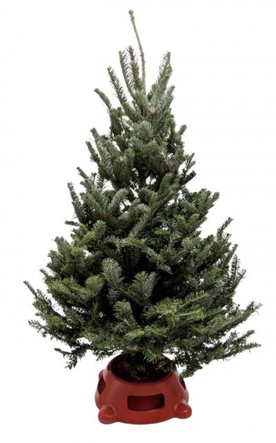 3'-4' Fraser Fir Christmas Tree with Stand potted plant