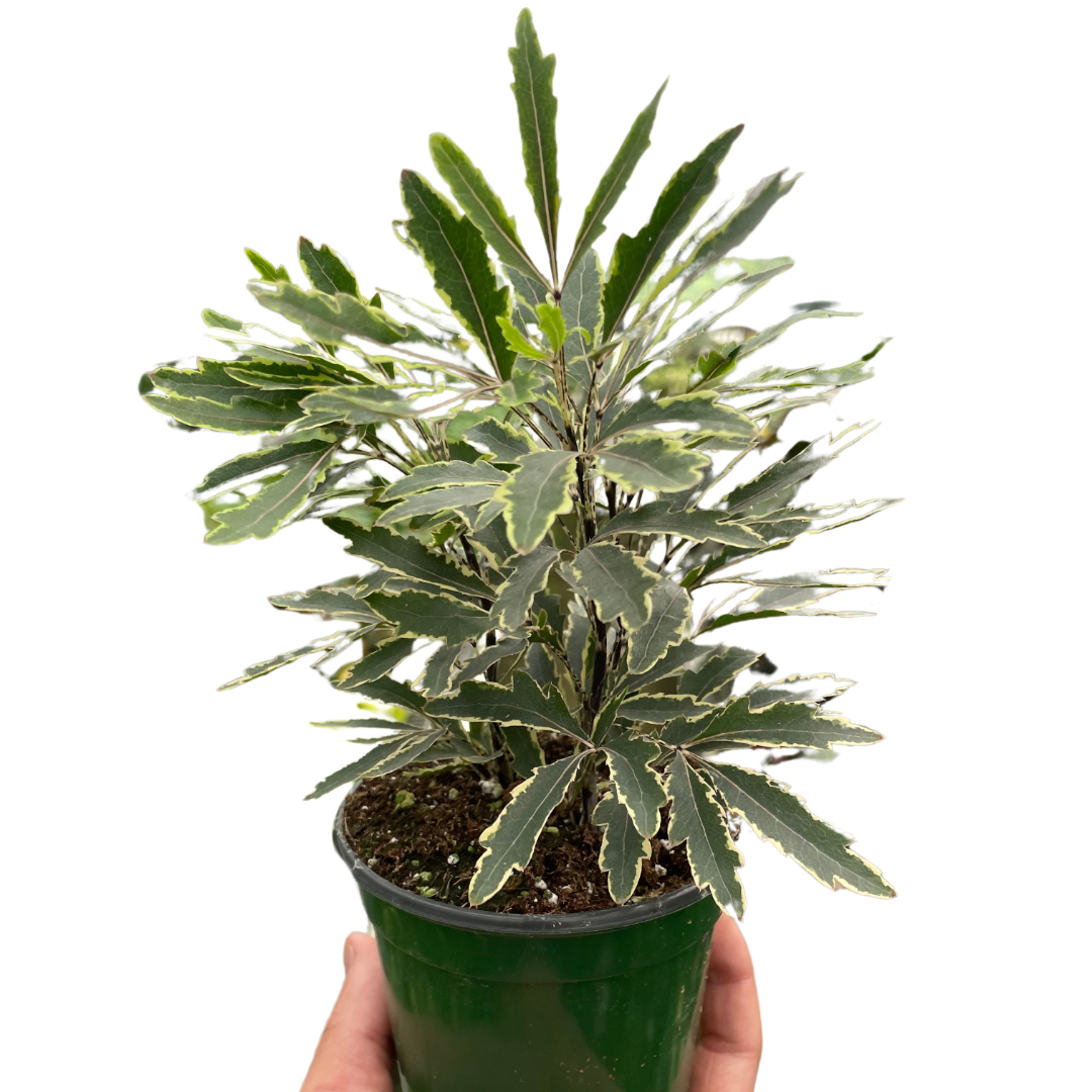 Aralia 'Bianca' potted plant