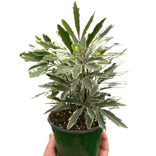 Aralia 'Bianca' potted plant