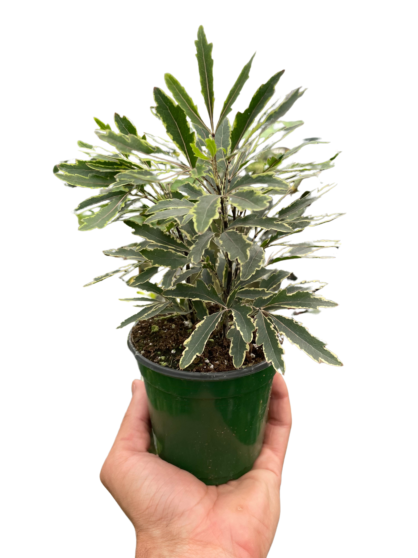 Aralia 'Bianca' potted plant