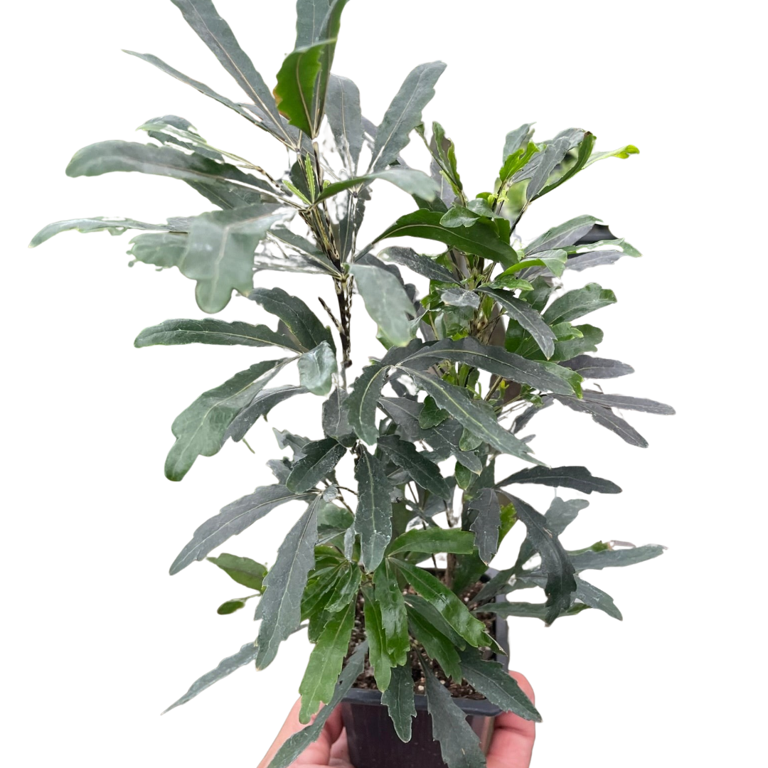 Aralia 'Green' potted plant