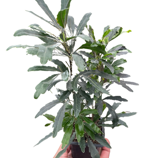 Aralia 'Green' potted plant