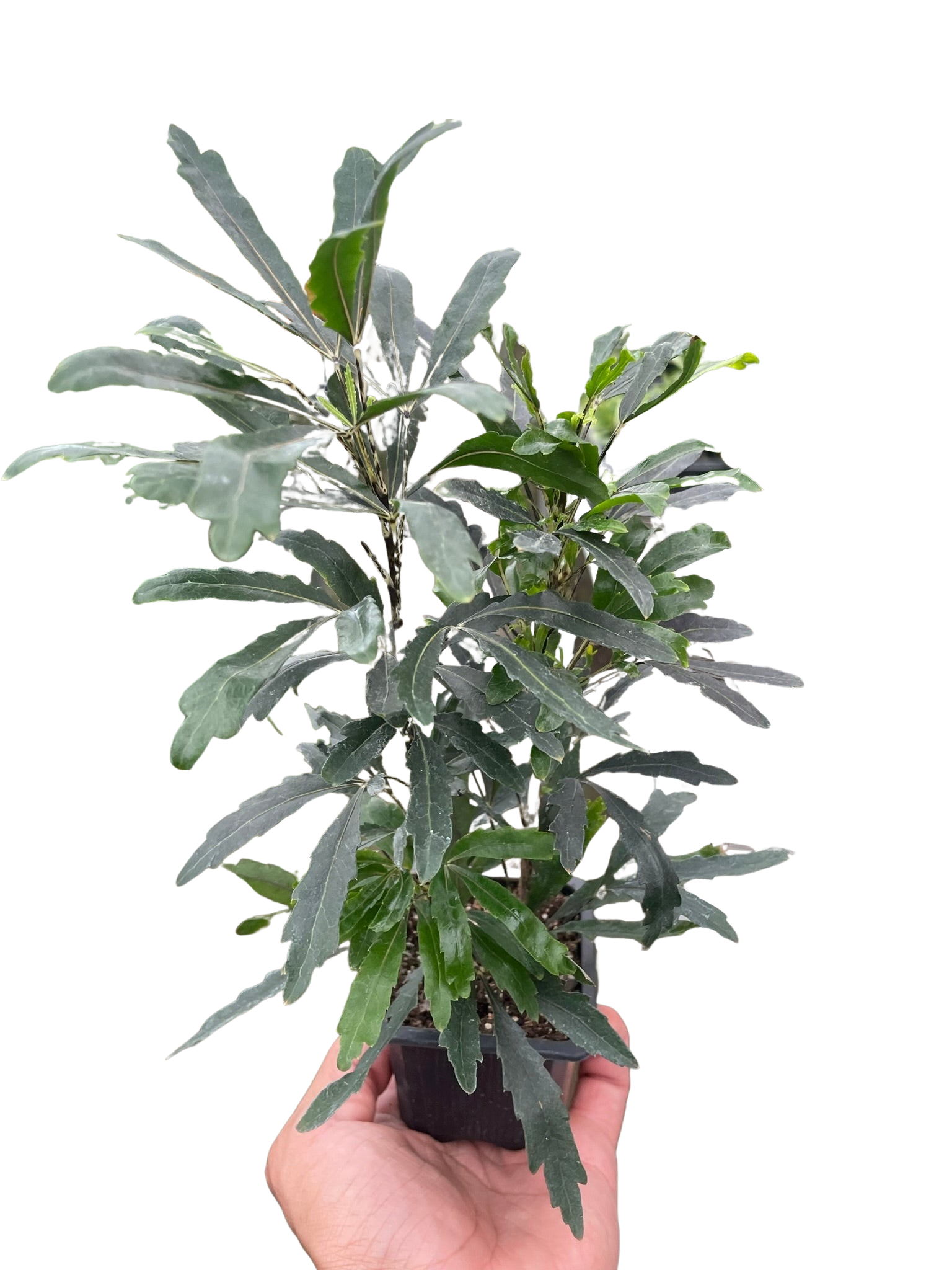 Aralia 'Green' potted plant