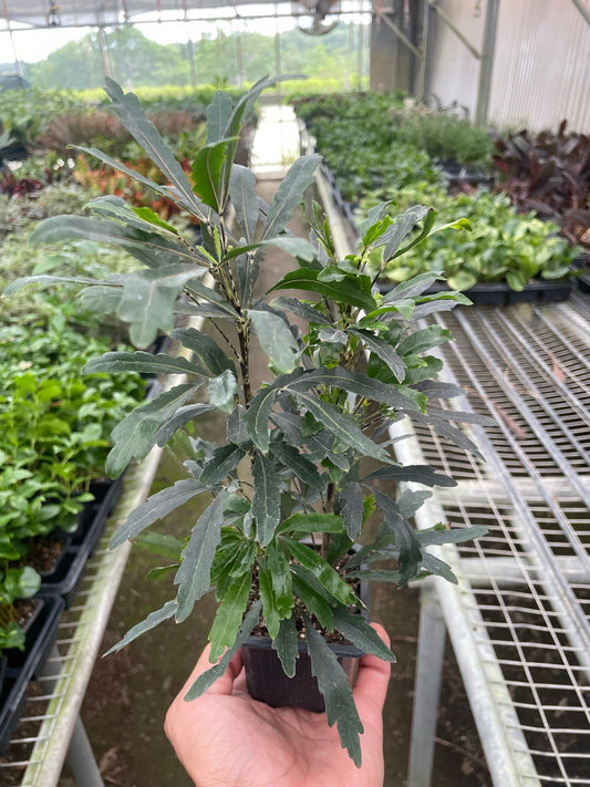 Aralia 'Green' potted plant