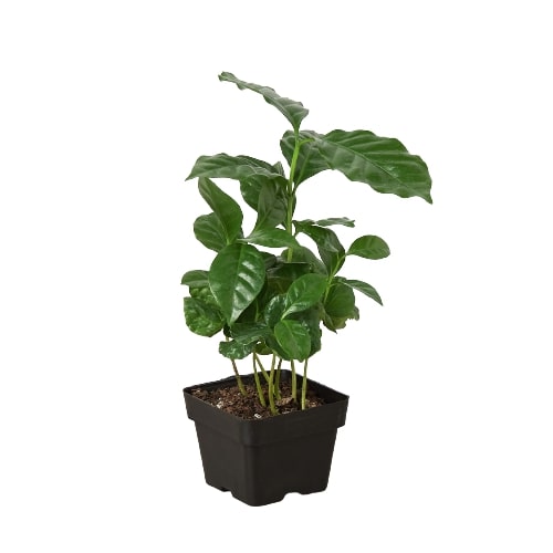 Arabica Coffee potted plant