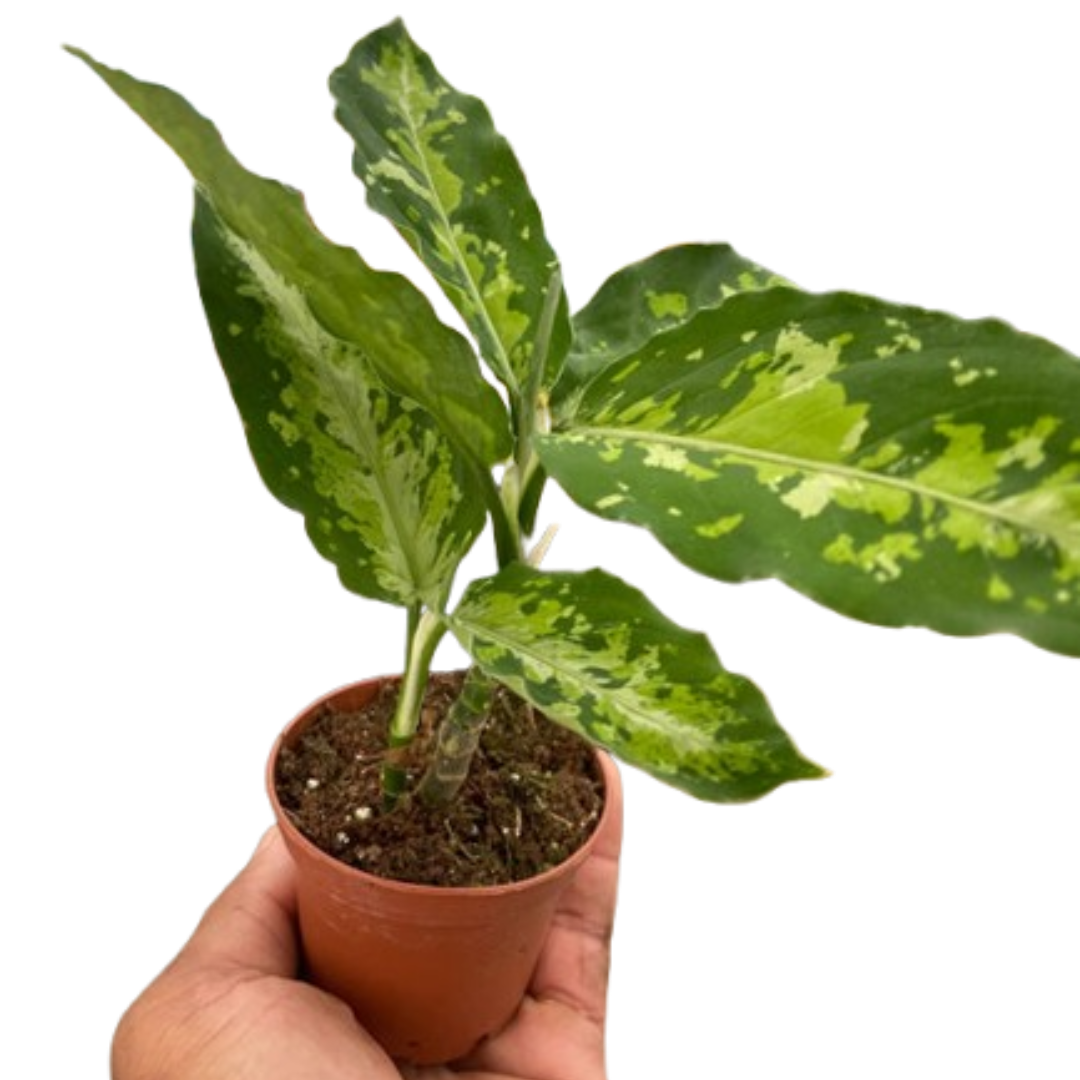 Chinese Evergreen Pictum Tricolor 4" potted plant