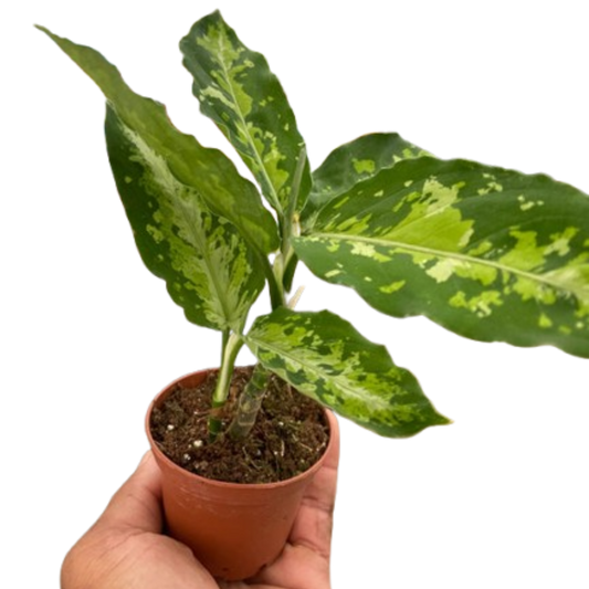 Chinese Evergreen Pictum Tricolor 4" potted plant