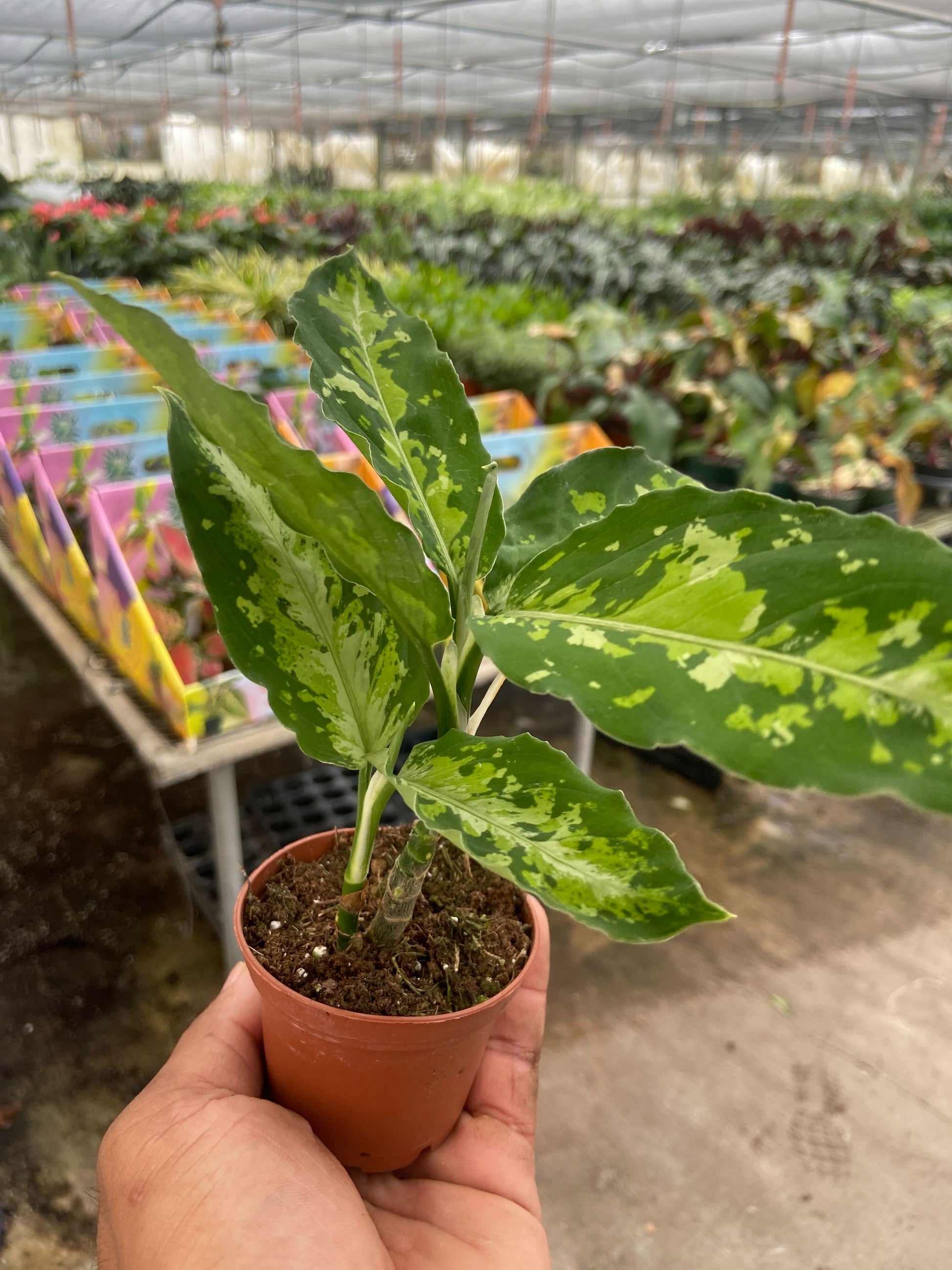 Chinese Evergreen Pictum Tricolor 4" potted plant