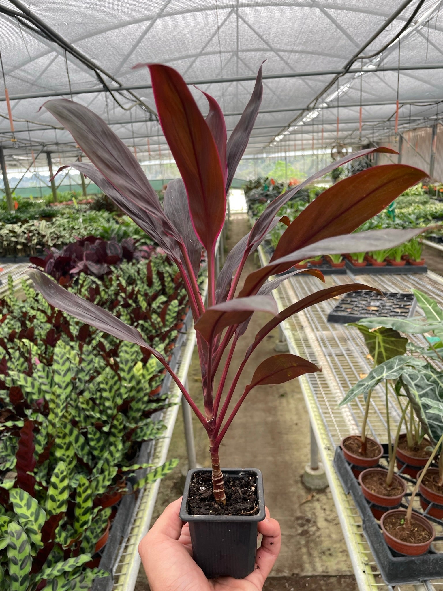 Cordyline 'Calypso Queen' potted plant