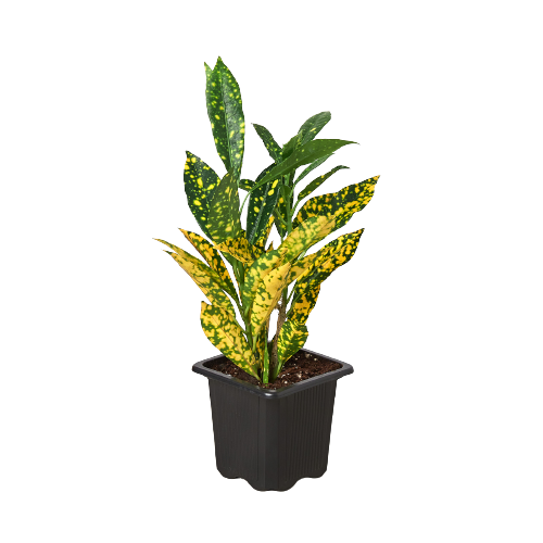 Croton 'Gold Dust' potted plant