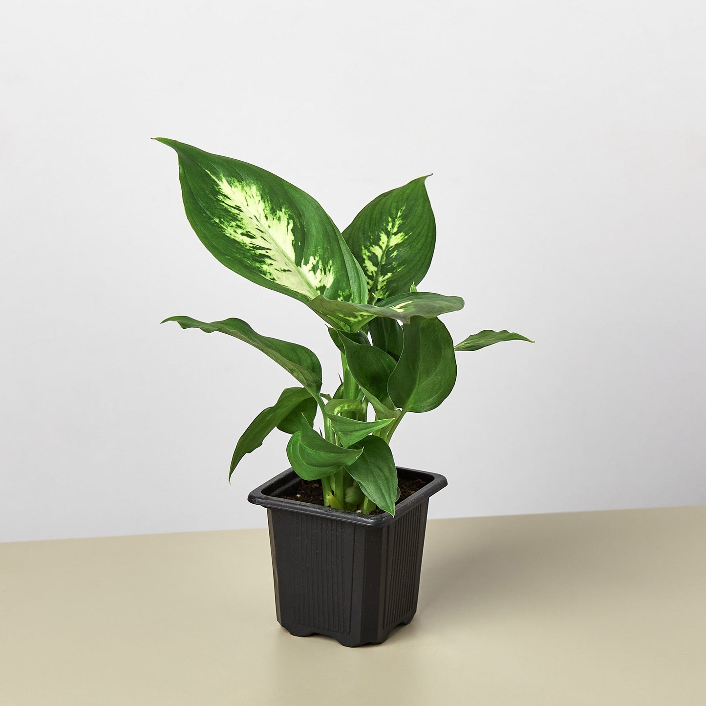 Dieffenbachia Camille potted plant