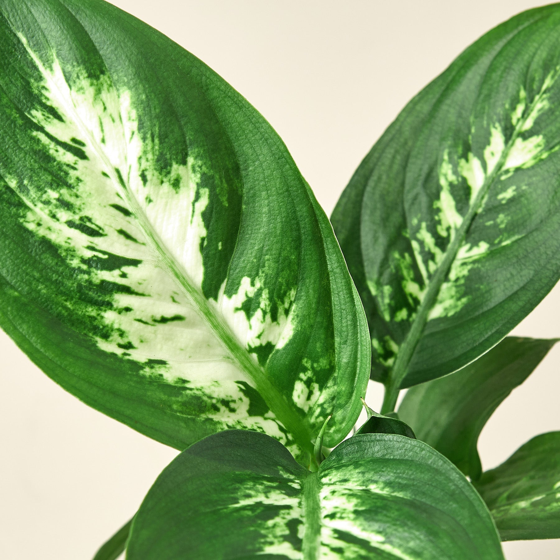 Dieffenbachia Camille potted plant