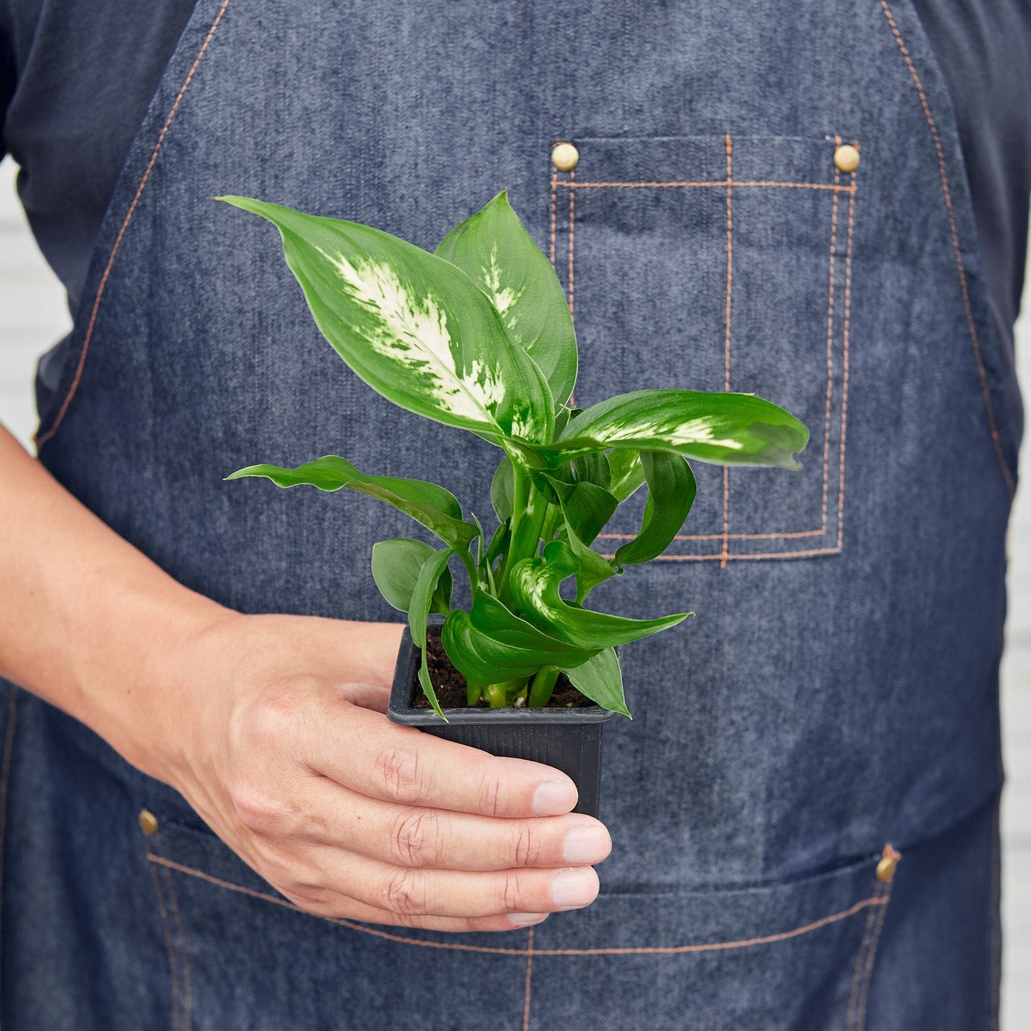 Dieffenbachia Camille potted plant