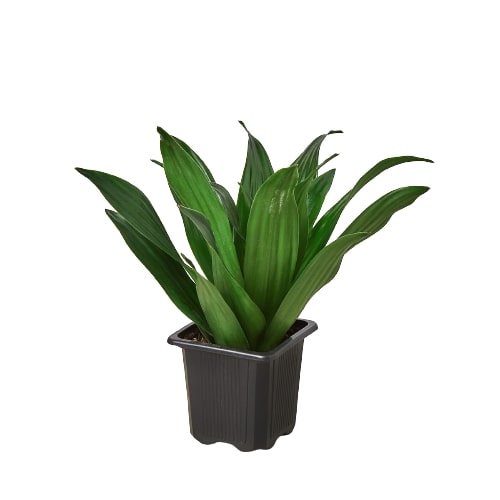 Dracaena 'Janet Craig' potted plant