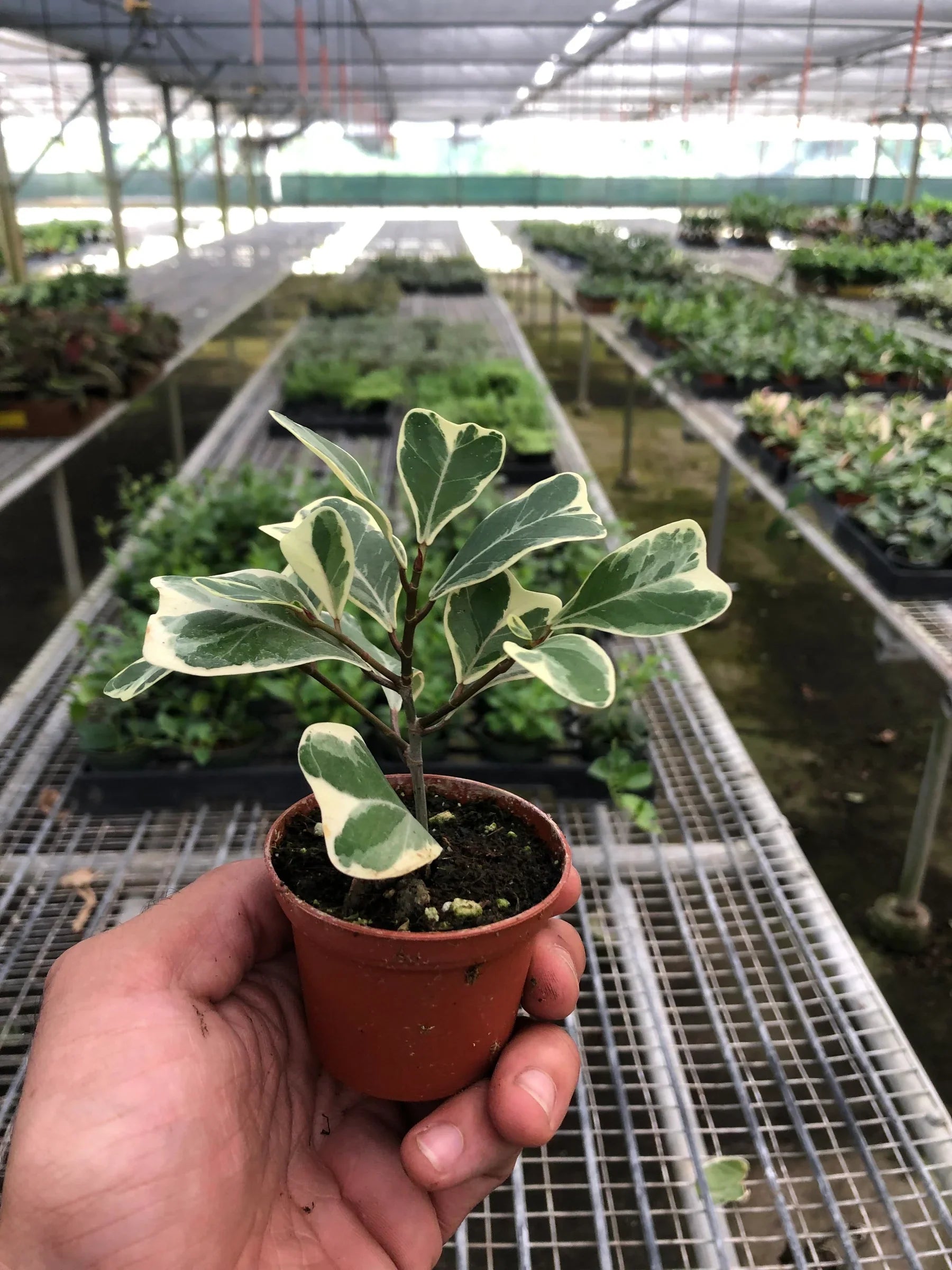 Ficus Elastica 'Triangularis' Variegated potted plant