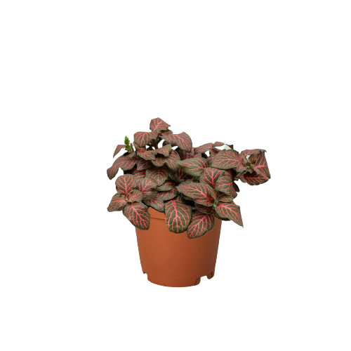Fittonia 'Red' potted plant