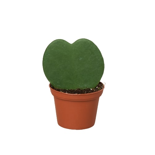 Hoya Sweetheart 4" potted plant