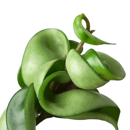 Hoya Rope Plant 4" potted plant