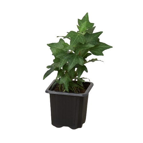 English Ivy Green California potted plant