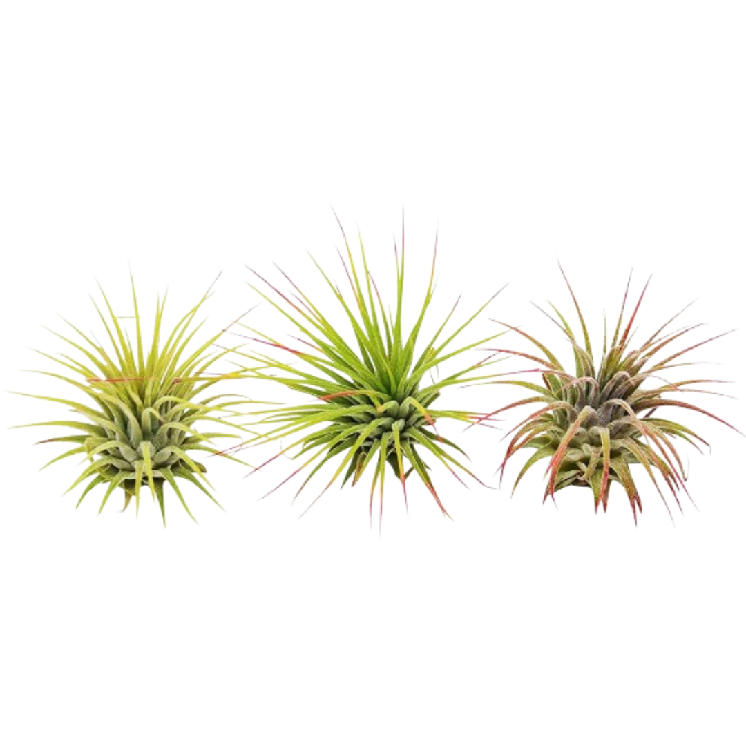 3 Ionantha Guatemala Air Plants / Blooms potted plant