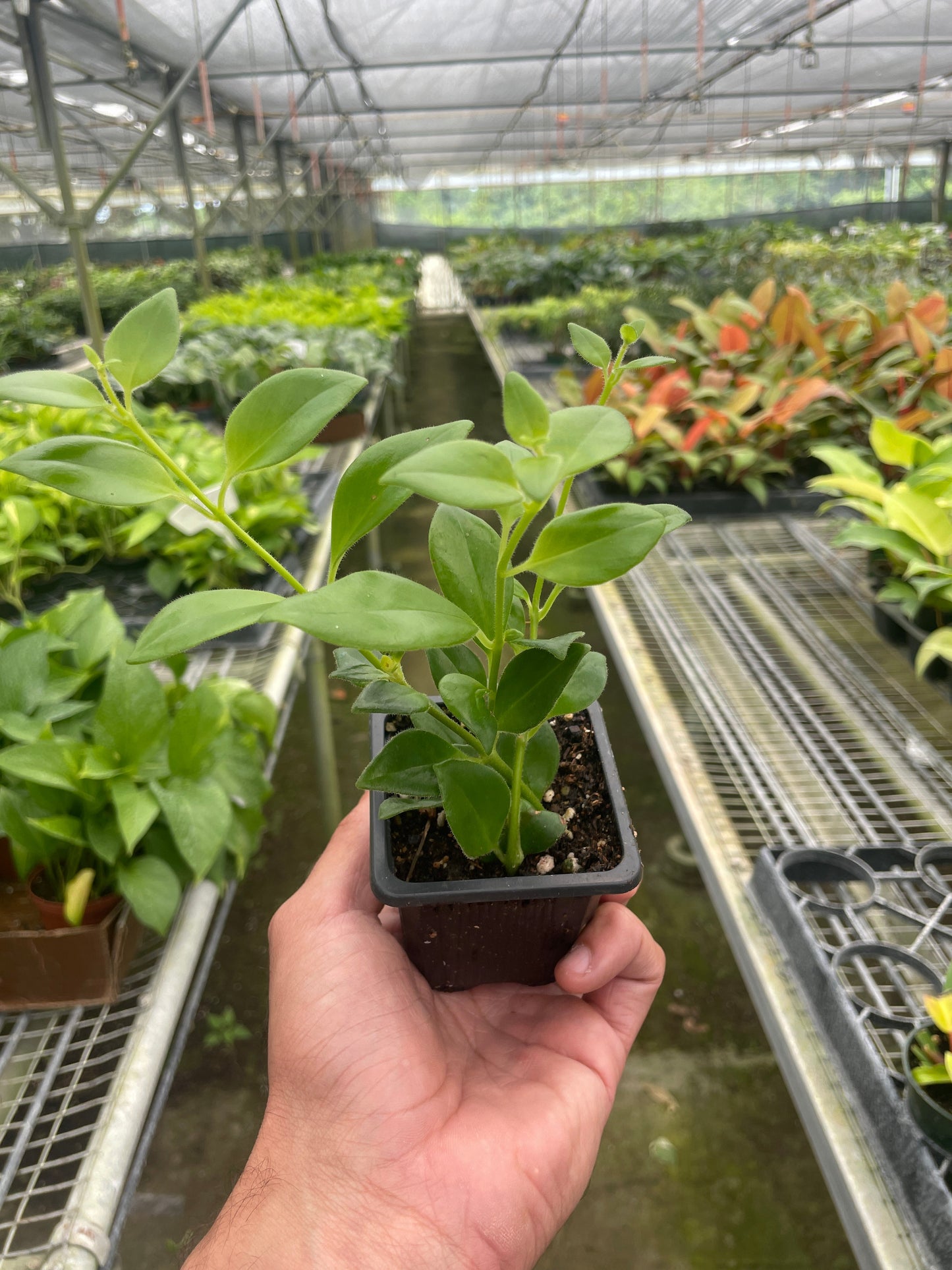 Lipstick Plant 4" potted plant