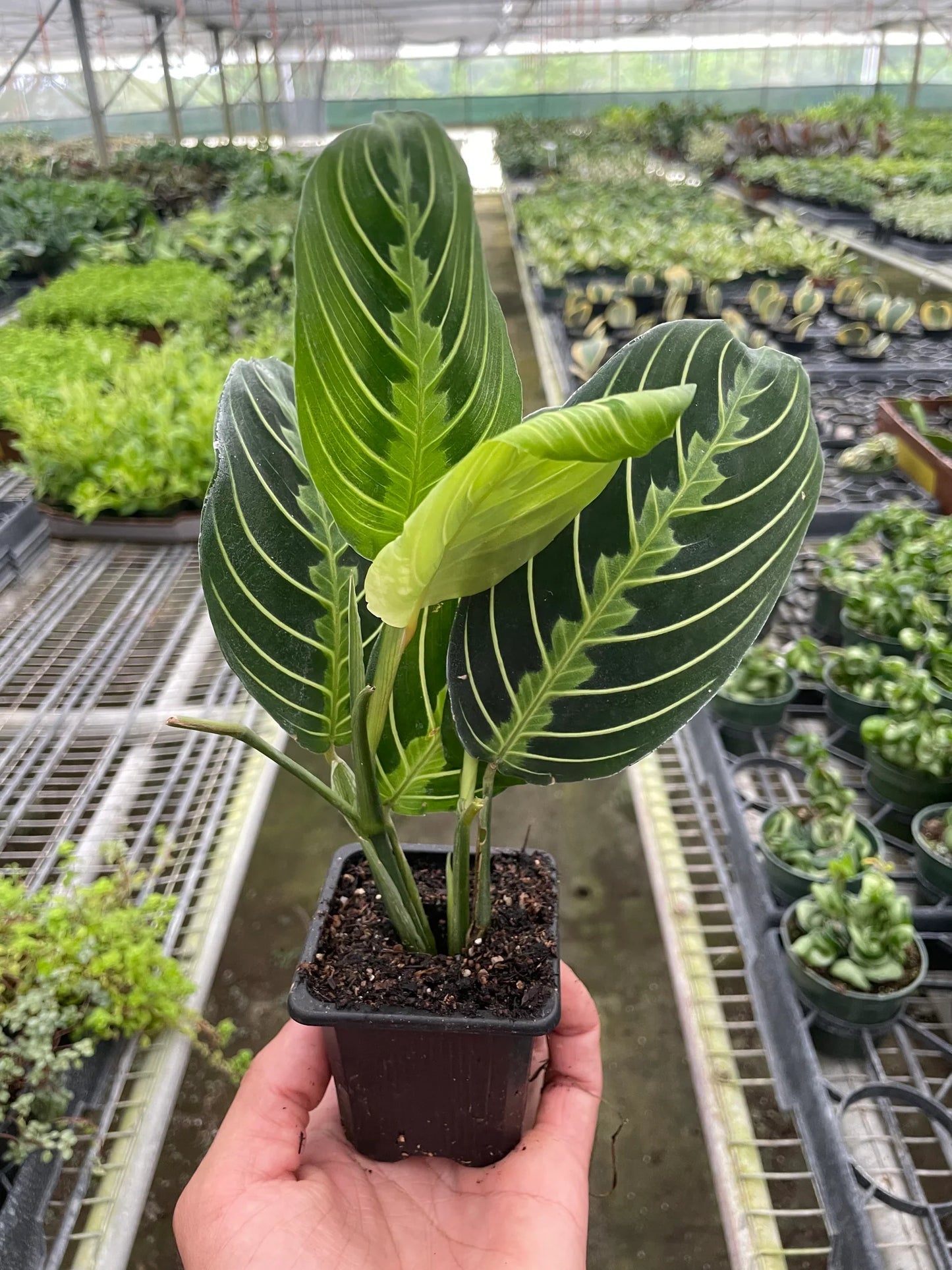 Maranta 'Lemon Lime' potted plant
