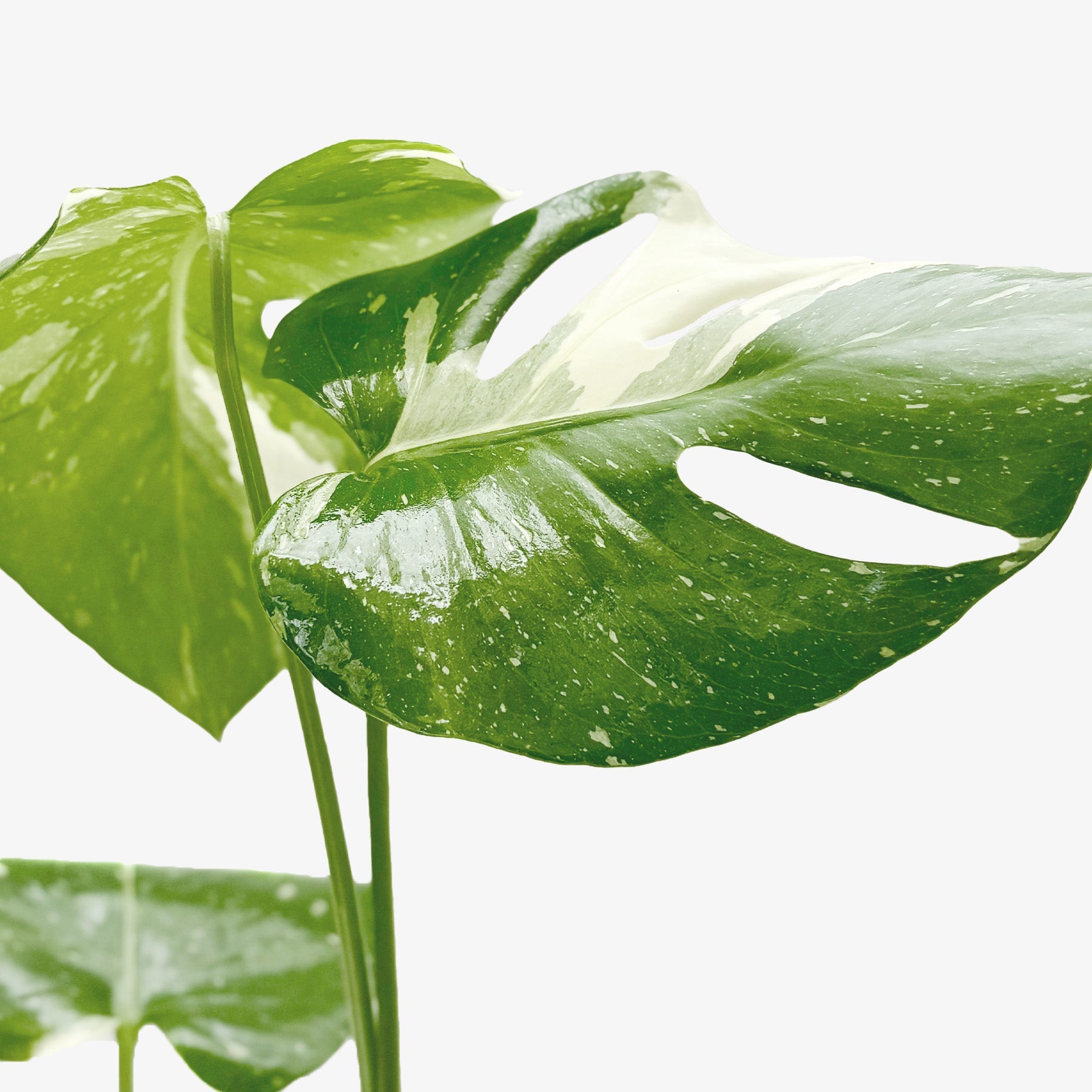Monstera 'Thai Constellation' potted plant