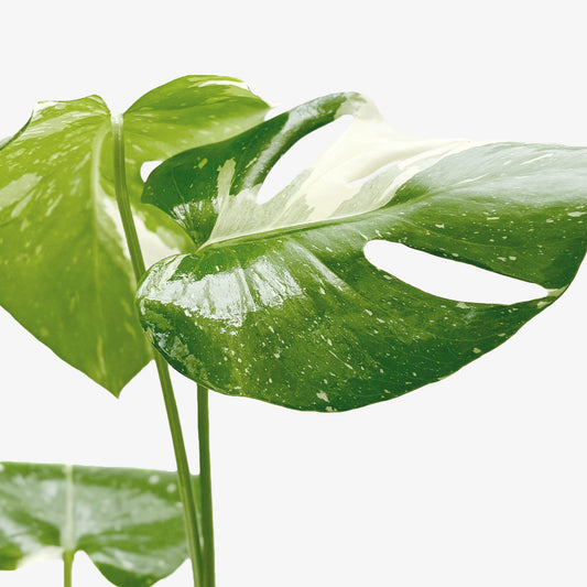 Monstera 'Thai Constellation' potted plant