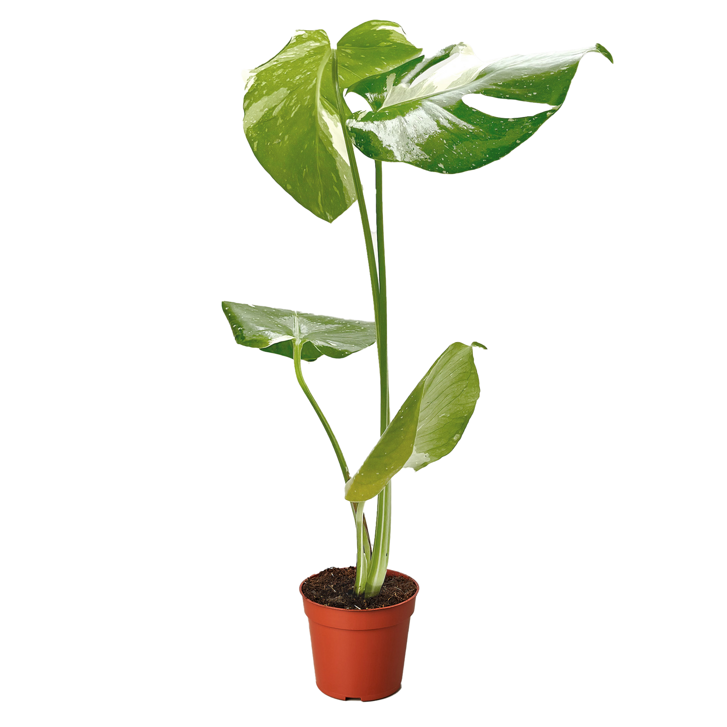 Monstera 'Thai Constellation' potted plant