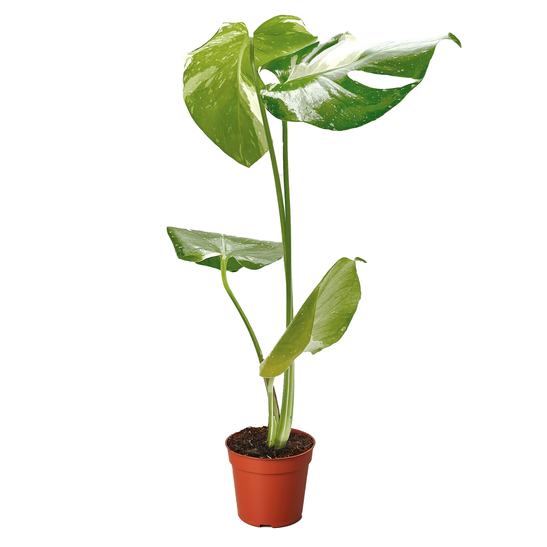 Monstera 'Thai Constellation' potted plant