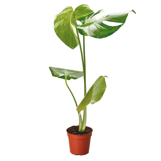 Monstera 'Thai Constellation' potted plant