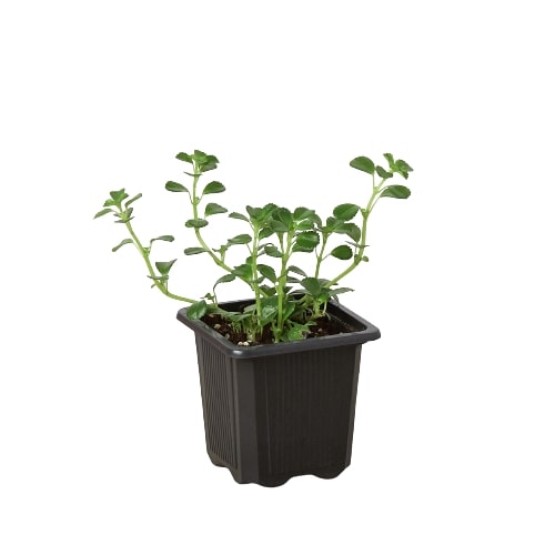 Nettle 'Baby's Tear' potted plant