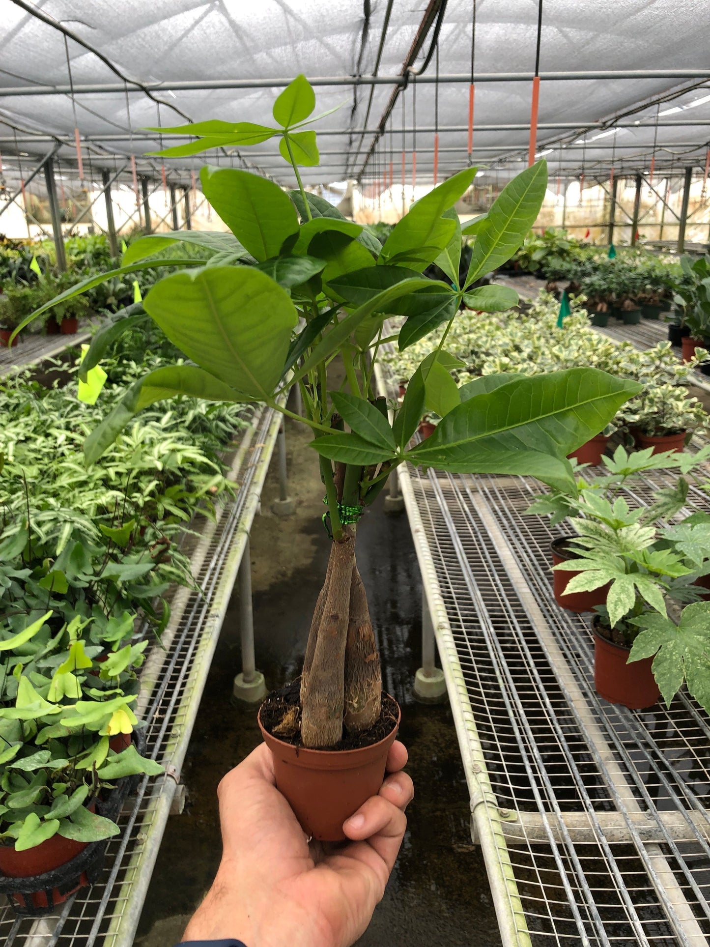 Money Tree 'Guiana Chestnut' Pachira Braid potted plant