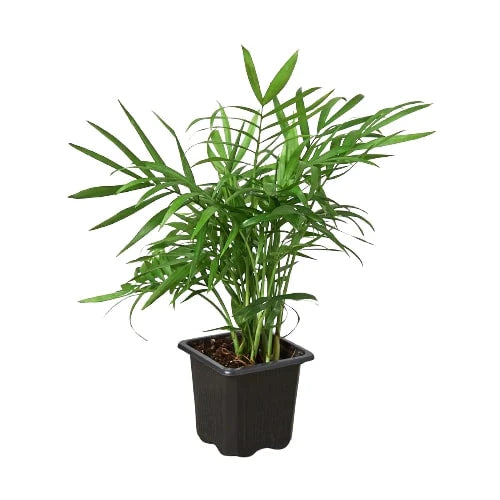 Parlor Palm potted plant