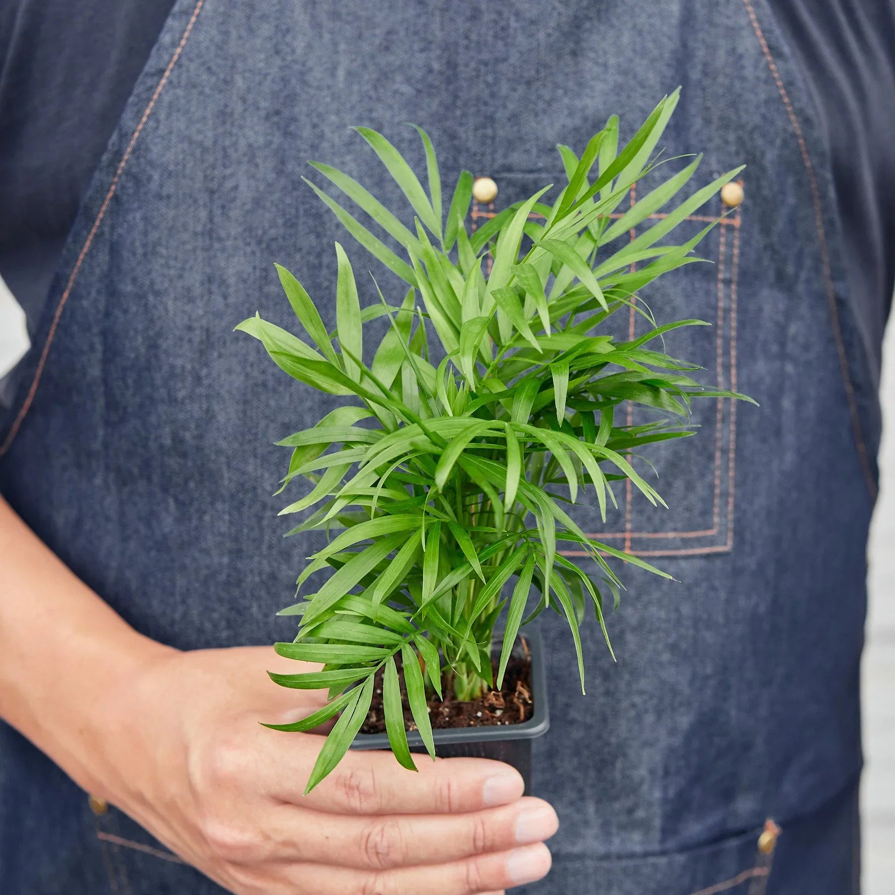 Parlor Palm potted plant